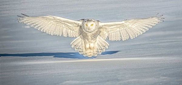 snowy landing by Naturalselection